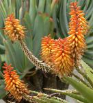 : - Aloe claviflora