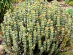 : - Euphorbia caerulescens