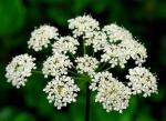 Giersch - Aegopodium podagraria