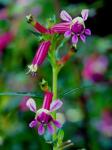 Köcherblümchen - Cuphea lanceolata