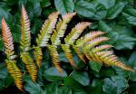 Rotschleierfarn - Dryopteris erythrosora