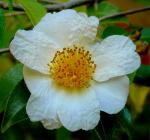 : - Camellia yunnanensis