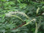 Mimose - Mimosa tenuiflora