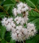 : - Ageratina aromatica