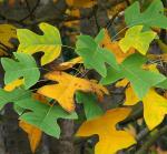 Chinesischer Tulpenbaum - Liriodendron chinense
