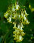 :-Cestrum guatemalense