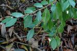 : - Camellia fraterna