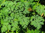 :-Corydalis heterocarpa var. japonica