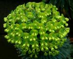Wulfens Wolfsmilch - Euphorbia characias subsp. wulfenii