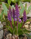 : - Lachenalia unicolor