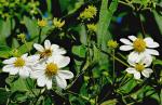 : - Montanoa tomentosa var. xanthiifolia
