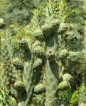 : - Opuntia cylindrica
