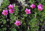 : - Oxalis hirta