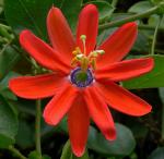 : - Passiflora manicata