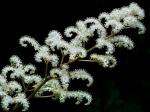 : - Rodgersia pinnata