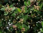 : - Schmaltzia integrifolia