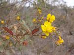 : - Chamaecrista ursina
