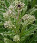 : - Berkheya purpurea
