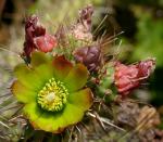 : - Cylindropuntia californica subsp. californica