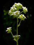 : - Boykinia major