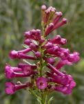 : - Freylinia visseri