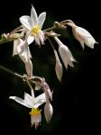 Renga-Lilie - Arthropodium cirratum