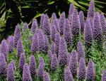 Madeira-Natternkopf - Echium candicans