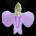 : - Impatiens hochstetteri