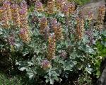 :-Lupinus sericatus