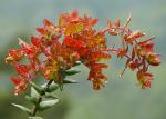 : - Arctostaphylos pajaroensis