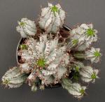 :-Euphorbia polygona