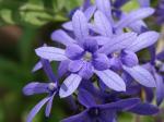 Purpurkranz - Petrea volubilis