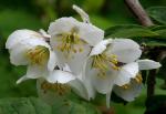 : - Philadelphus sericanthus