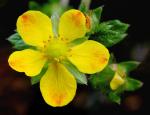 : - Potentilla lineata