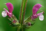 : - Salvia hierosolymitana
