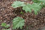 Kroh-Rhabarber - Rheum tanguticum var. tanguticum