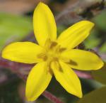 : - Spiloxene serrata