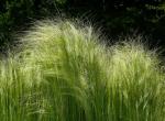 : - Stipa ichu