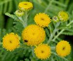 : - Tanacetum bipinnatum