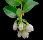 : - Vaccinium ovatum