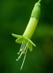 : - Vestia foetida