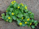 : - Viola glabella