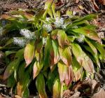 : - Ypsilandra thibetica