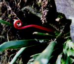 : - Vittaria ensiformis