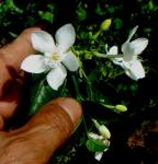 : - Wrightia antidysenterica