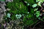 : - Epithema saxatile