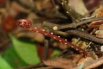 : - Blechnum orientale