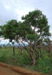 : - Psidium myrtoides