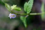 : - Torenia violacea