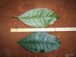 : - Xymalos monospora